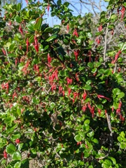 Ribes speciosum