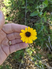 Encelia californica