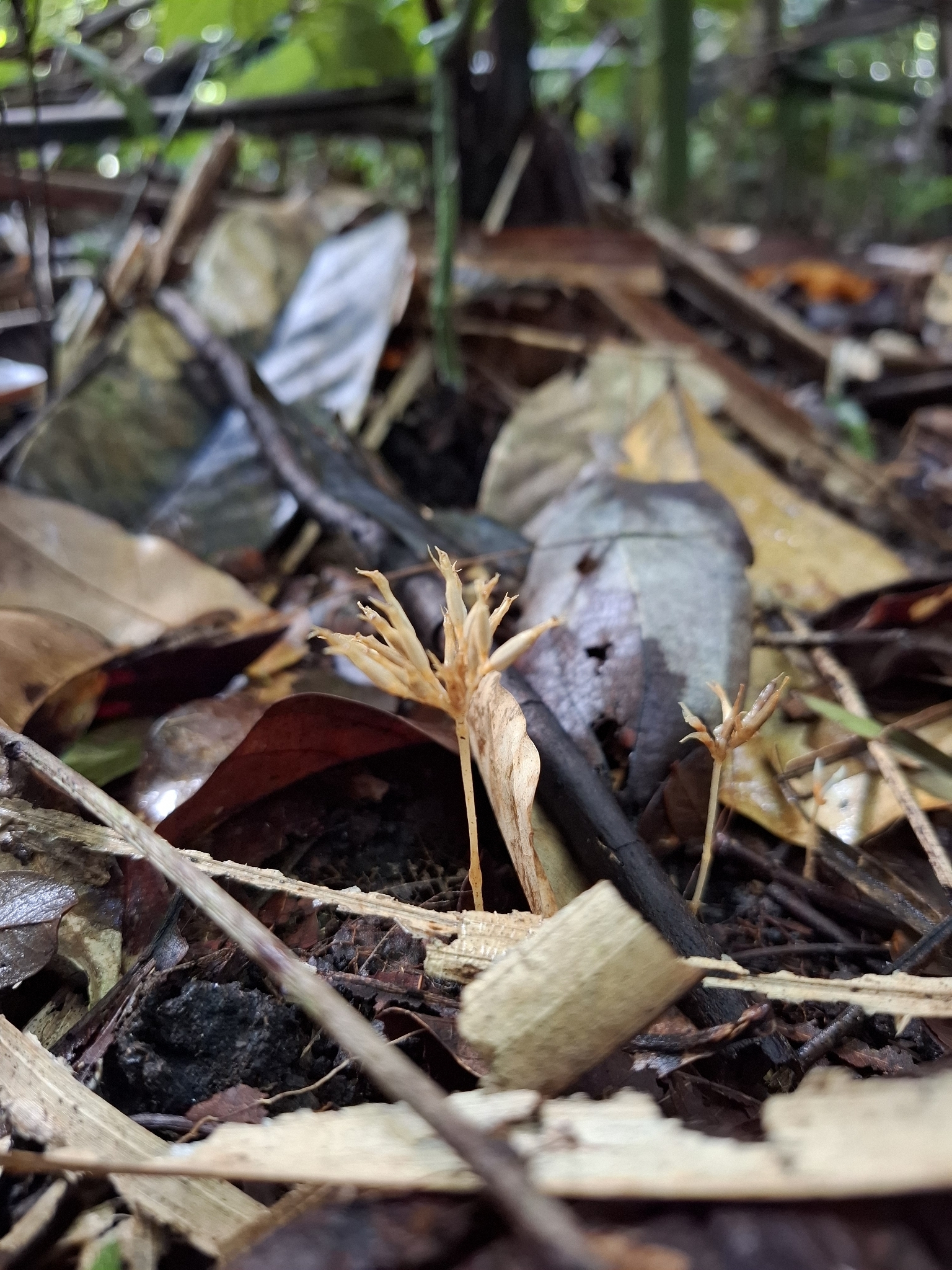 Voyria corymbosa