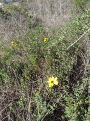 Encelia californica