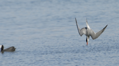 iNaturalist: (c) Georges Olioso, some rights reserved (CC BY-NC), uploaded by Georges Olioso iNaturalist image