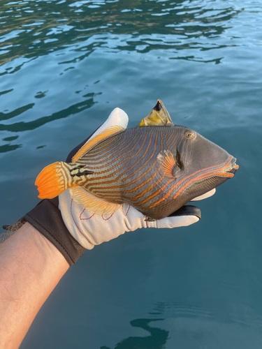 Orangestripe Triggerfish — seen at this dive site