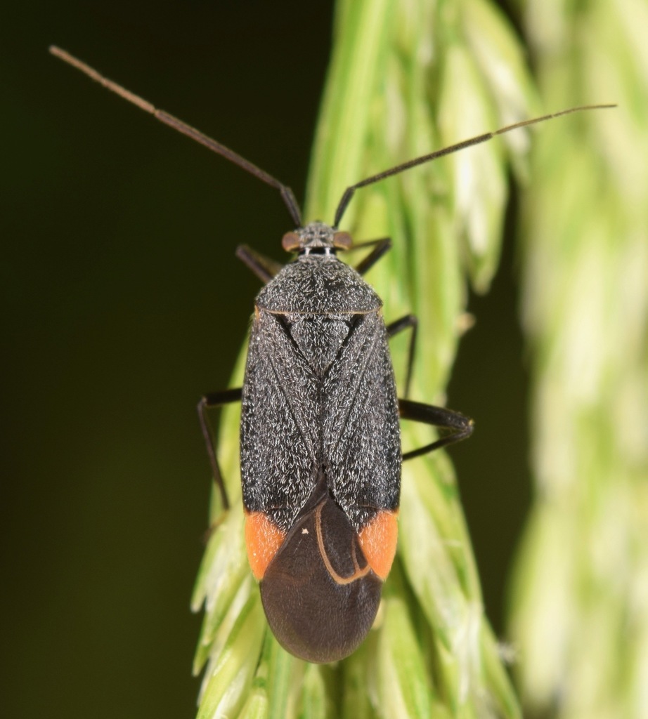 Polymerus venaticus