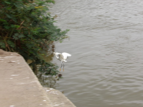 Snowy Egret