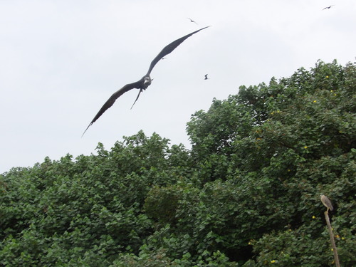 Magnificent Frigatebird