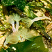 Phoronopsis harmeri - Photo (c) Ken-ichi Ueda, some rights reserved (CC BY), uploaded by Ken-ichi Ueda