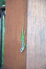 Anolis extremus