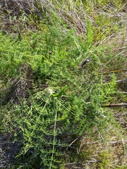 Foeniculum vulgare