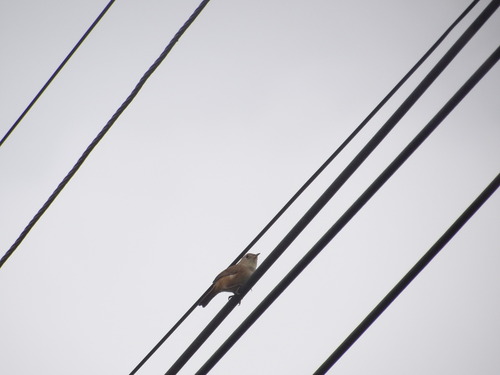 Southern House Wren