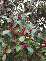 Ilex × attenuata