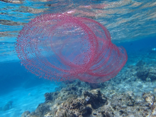 Diamondback Squid — seen at this dive site