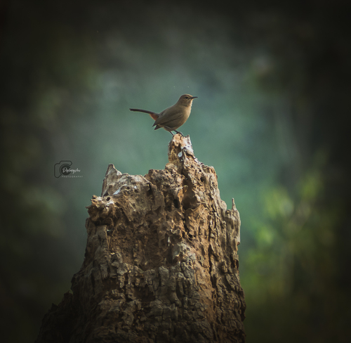 Indian Robin