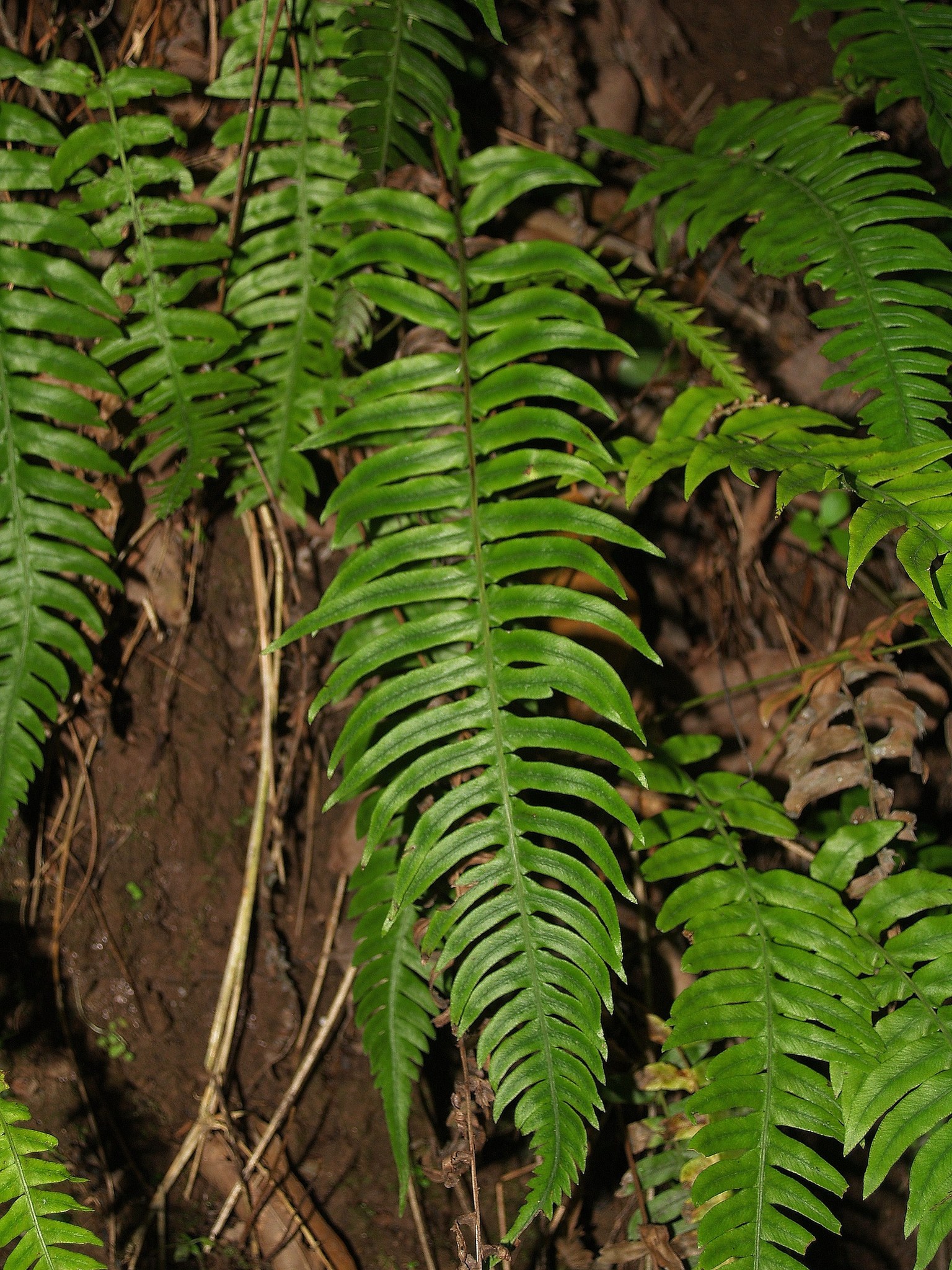 Blechnum appendiculatum