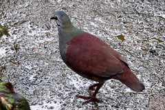 Zentrygon costaricensis