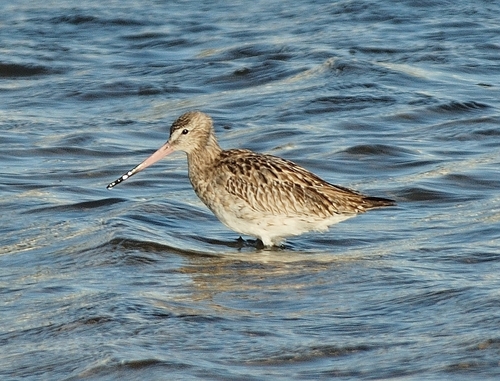 iNaturalist: (c) Georges Olioso, some rights reserved (CC BY-NC), uploaded by Georges Olioso iNaturalist image