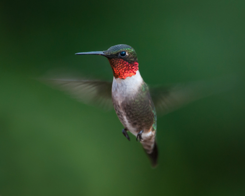 Ruby-throated Hummingbird photographed in Georgia