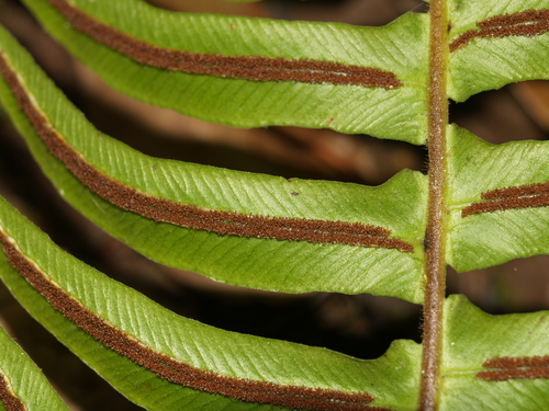 Blechnum appendiculatum