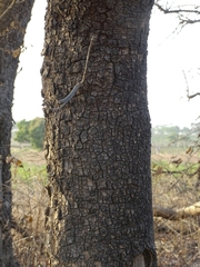 Pterocarpus erinaceus image
