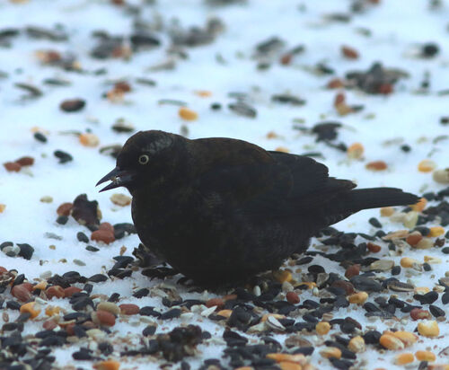 Rusty Blackbird (Euphagus carolinus), photo 3