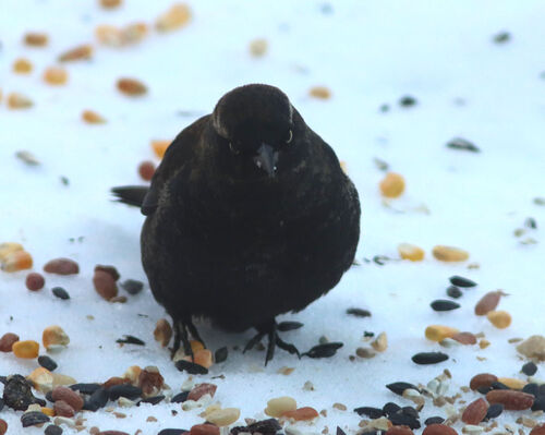 Rusty Blackbird (Euphagus carolinus), photo 4