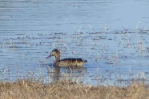 iNaturalist: (c) radinis, some rights reserved (CC BY-NC), uploaded by radinis iNaturalist image