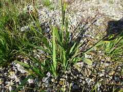 Carex aquatilis stans