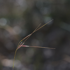 Austrostipa muelleri