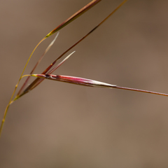 Austrostipa muelleri