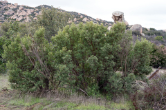 Ornithostaphylos oppositifolia