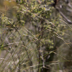 Austrostipa muelleri