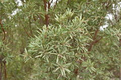 Ornithostaphylos oppositifolia