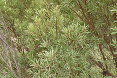 Ornithostaphylos oppositifolia