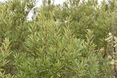 Ornithostaphylos oppositifolia