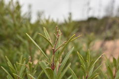 Ornithostaphylos oppositifolia