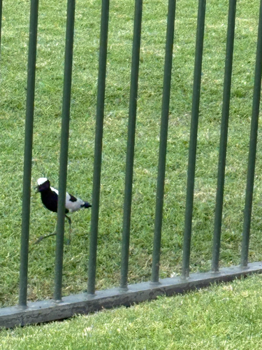 iNaturalist: (c) Isaac Bees, some rights reserved (CC BY-NC), uploaded by Isaac Bees iNaturalist image