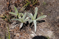 Celmisia semicordata aurigans