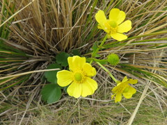 Ranunculus insignis