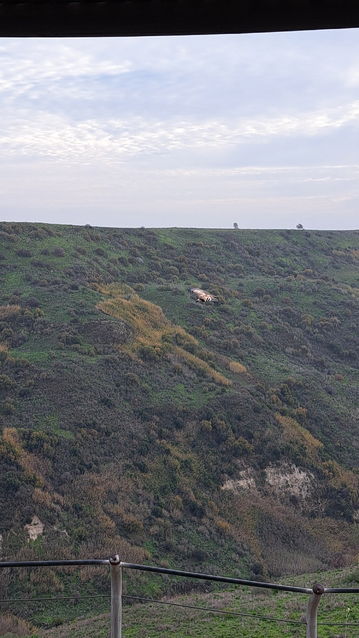 Griffon Vulture (Gyps fulvus), photo 2