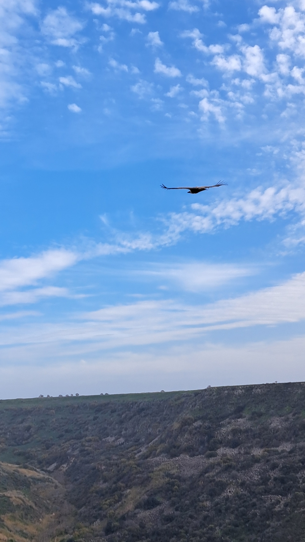 Griffon Vulture (Gyps fulvus), photo 3