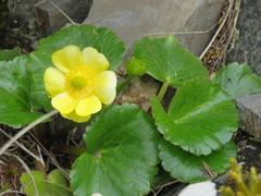 Ranunculus insignis