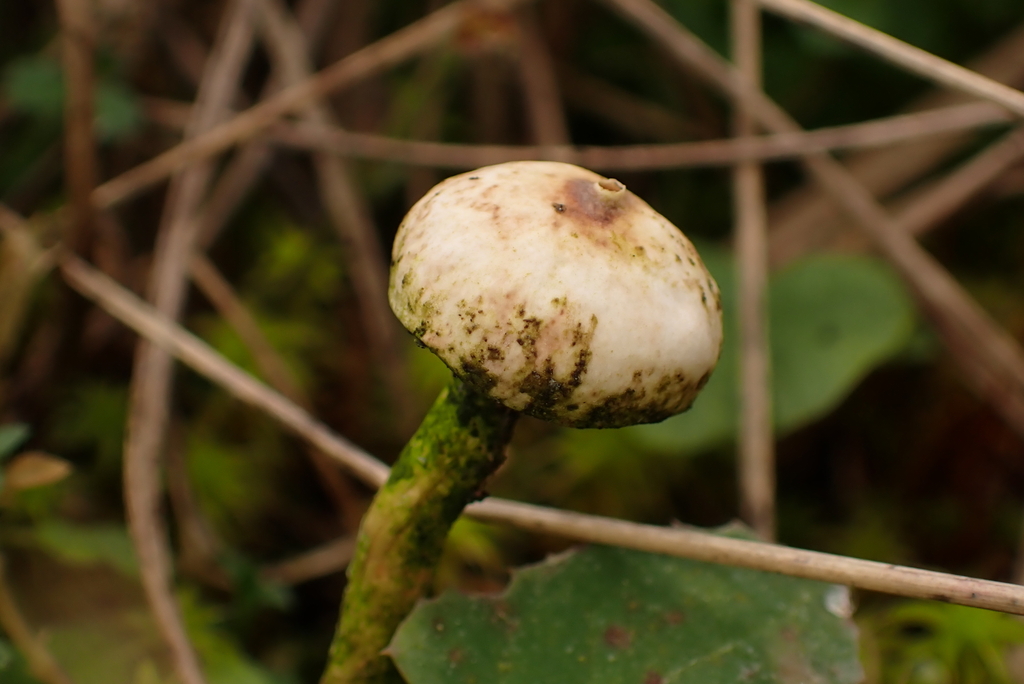 Tulostoma brumale · January 2026 · photo: © sharkeee (iNaturalist, cc-by)
