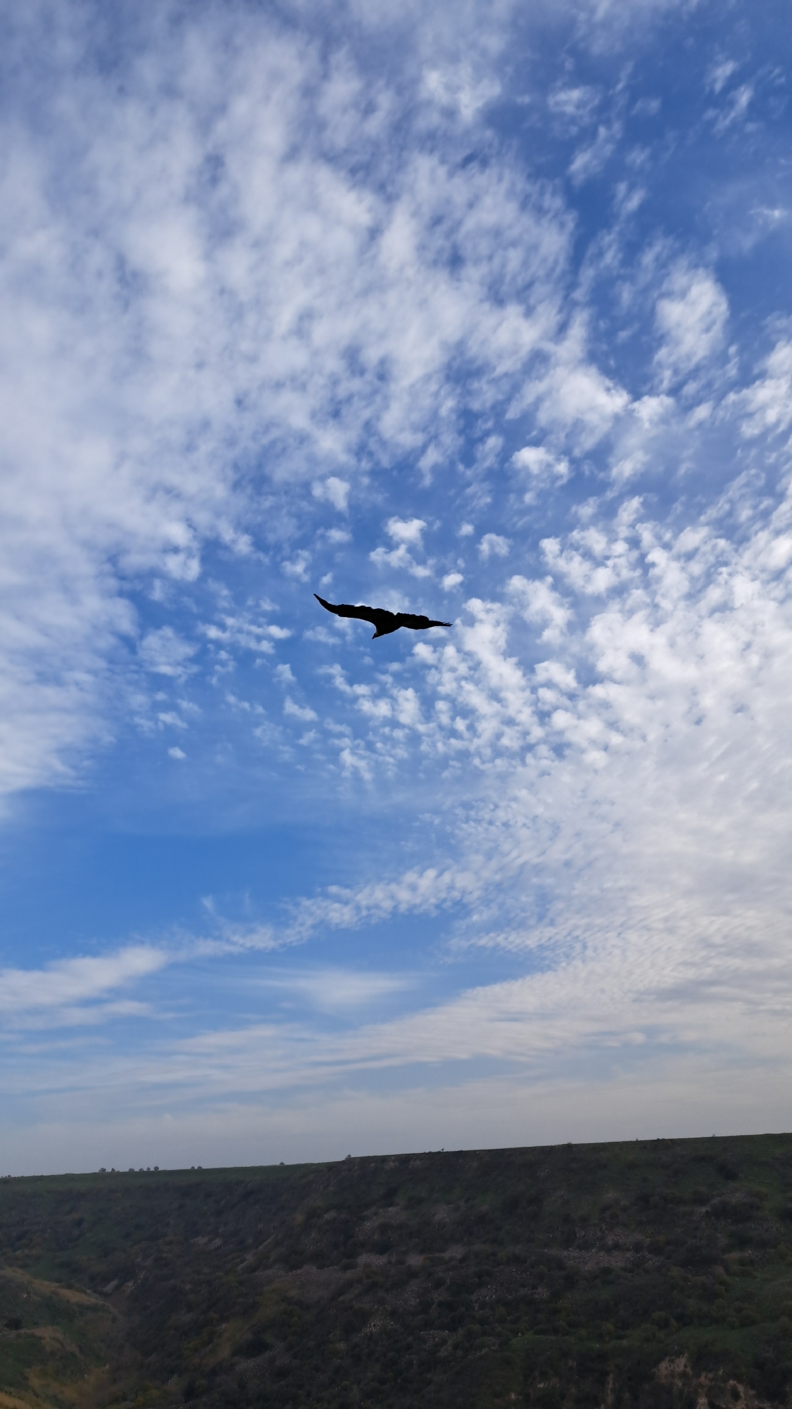 Griffon Vulture (Gyps fulvus), photo 4