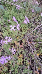 Ricotia lunaria, photograph (c) Nachman bones, some rights reserved (CC BY)