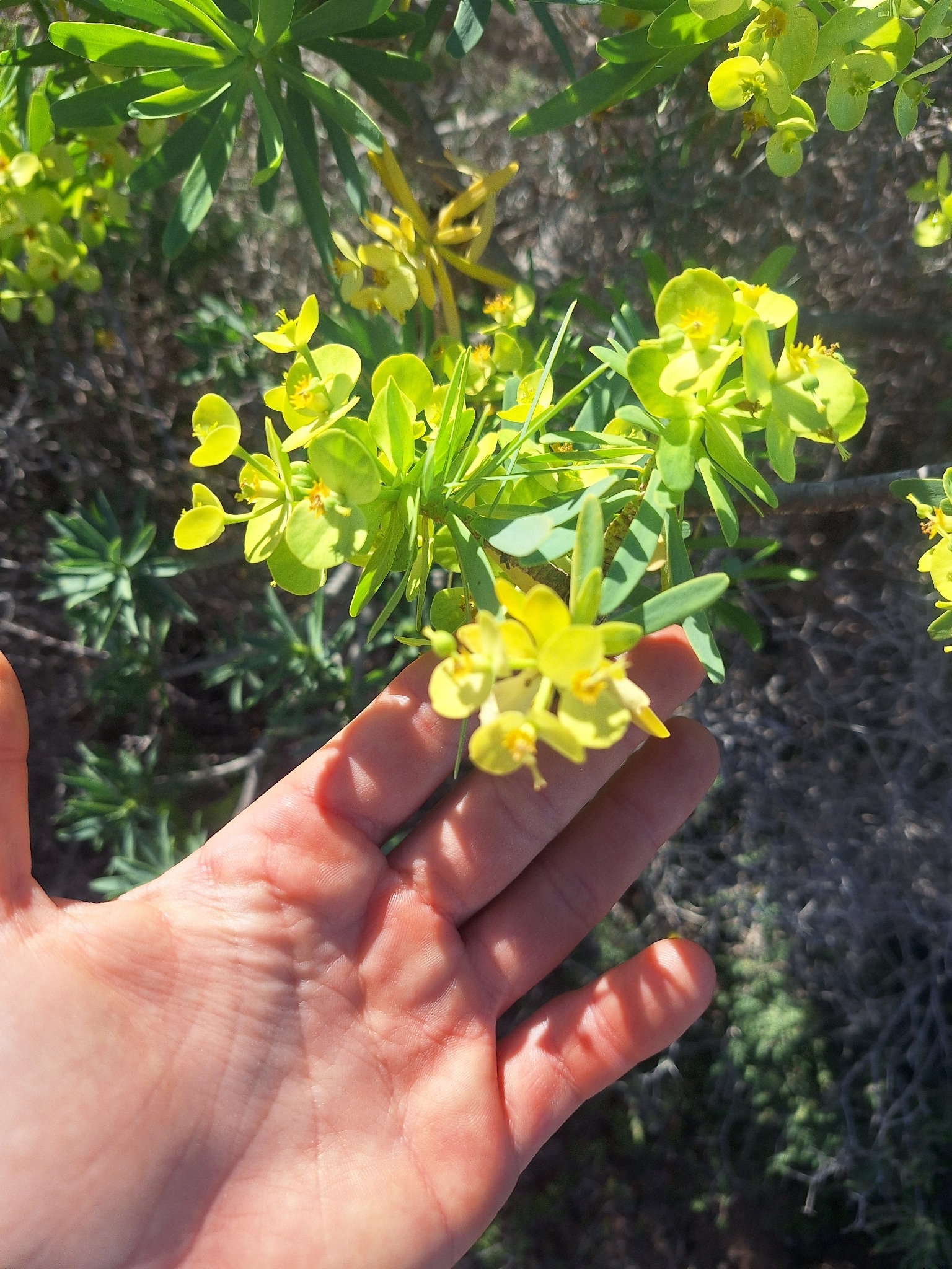 Canary Island spurge