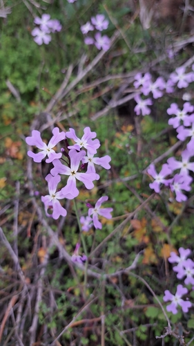 Ricotia lunaria, photograph 2