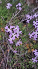 Ricotia lunaria, photograph (c) Nachman bones, some rights reserved (CC BY)