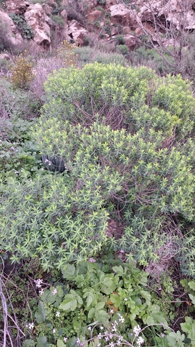 Jerusalem Spurge (Euphorbia hierosolymitana)