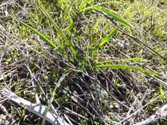 Dipterostemon capitatus