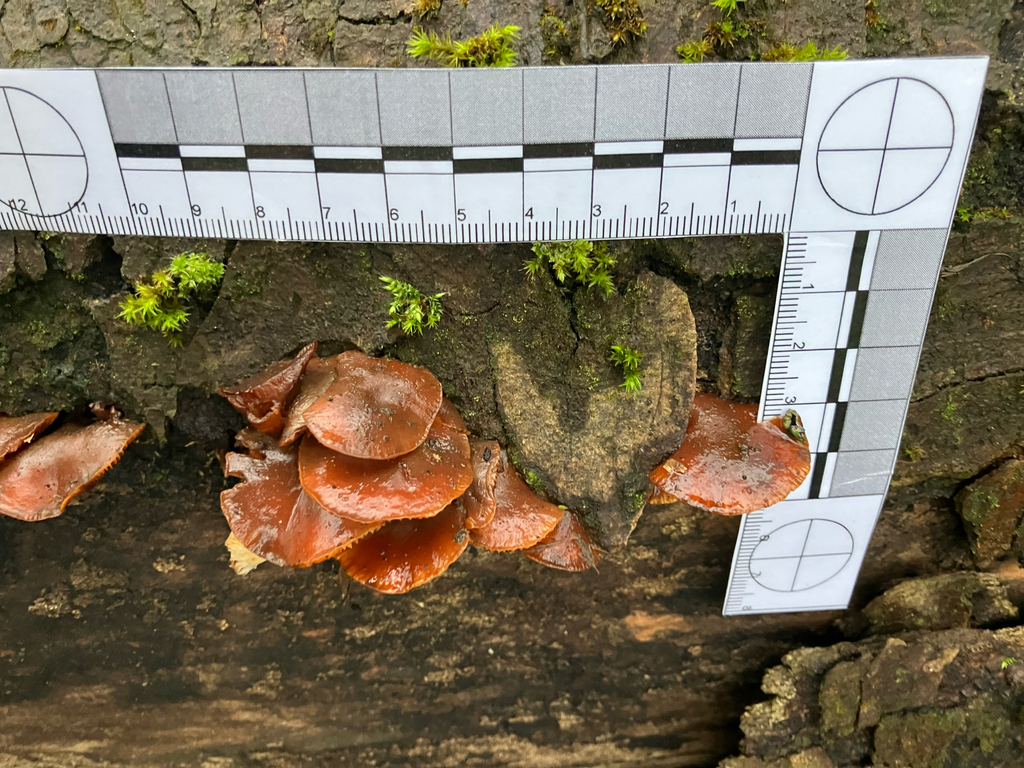Flammulina · January 2026 · photo: © adam24061 (iNaturalist, cc-by)