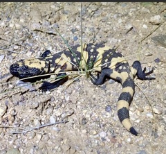 Heloderma suspectum suspectum